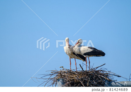 Couple of storks in nest in summer Couple of storks in nest in summer 81424689
