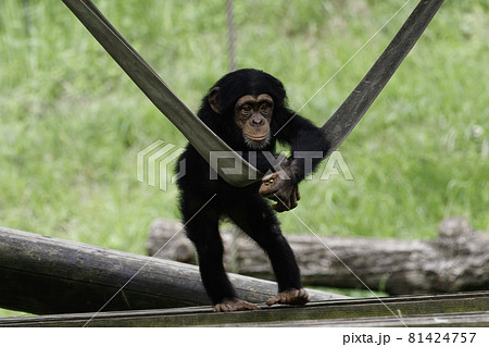 緑を背景にベルトに肘を掛け辺りを見渡すチンパンジーの子供 81424757