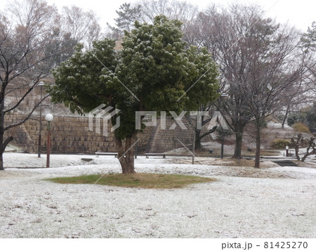 雪が積もった朝の足を踏み入れていない公園・鶴見緑地 81425270
