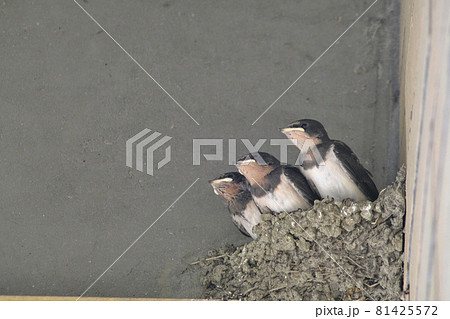 ツバメの雛 81425572