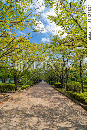 陵南公園(東京都八王子市) 陵南公園(東京都八王子市) 81425834