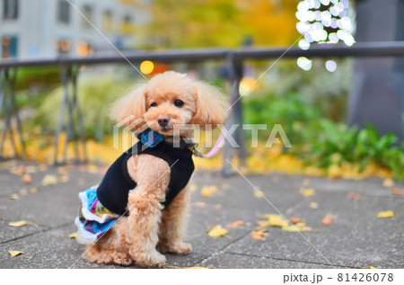 神奈川県横浜市に有る日本大通りの銀杏と仔犬	 81426078