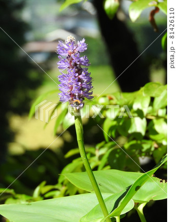 ミズアオイ科の水生植物「ポンテデリア」の花 ミズアオイ科の水生植物「ポンテデリア」の花 81426110