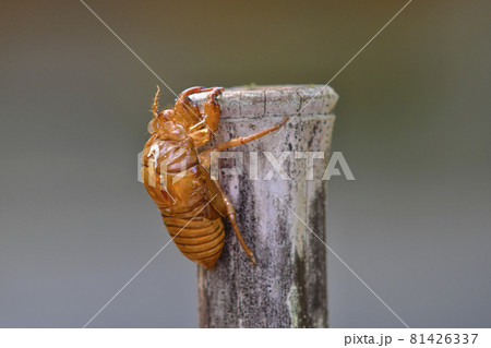 セミの抜け殻 81426337