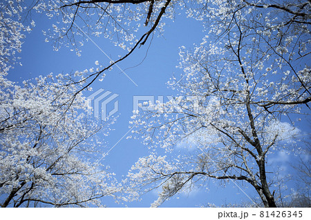 桜と青空 桜と青空 81426345