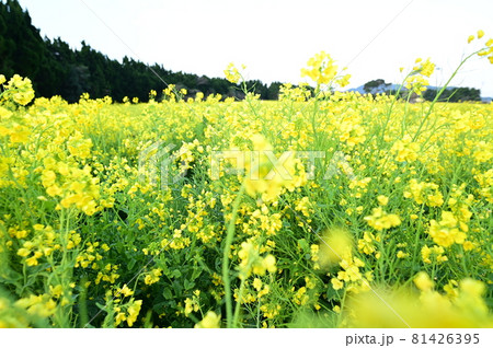 黄色の花びらが粒のように咲き乱れ可愛らしい 黄色の花びらが粒のように咲き乱れ可愛らしい 81426395