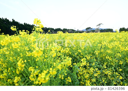 菜の花畑を美しく撮影したい 81426396