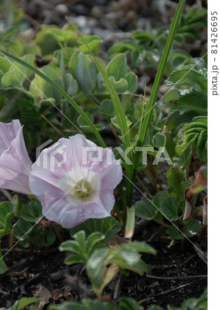 可愛いハマヒルガオの花 81426695