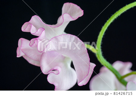 黒背景のピンクのスイートピーの写真素材