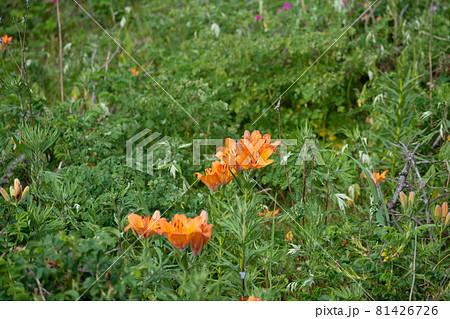 オレンジ色のユリの花　エゾスカシユリ 81426726