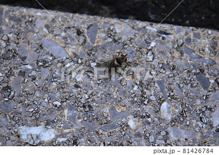 イヨシロオビアブ 81426784