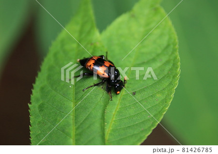 ヨツボシモンシデムシ 81426785