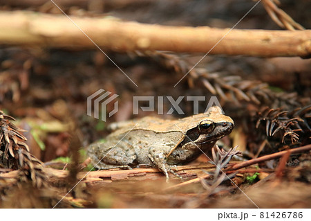 タゴガエル 81426786