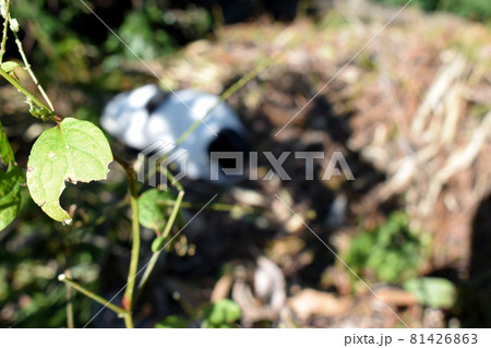 欠けた葉っぱに映るブチネコ 81426863