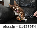 犬とリモコン　譲らないチャンネル 81426954