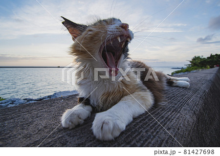 海辺のねこ 海辺のねこ 81427698