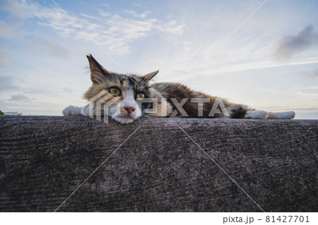 海辺のねこ 81427701