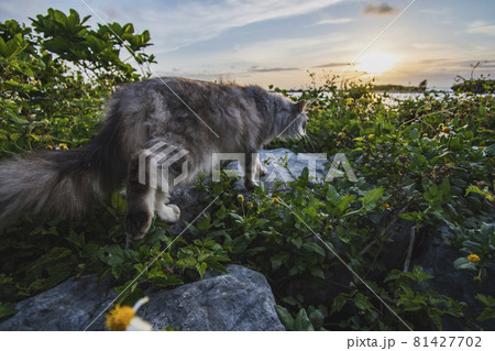 海辺のねこ 海辺のねこ 81427702