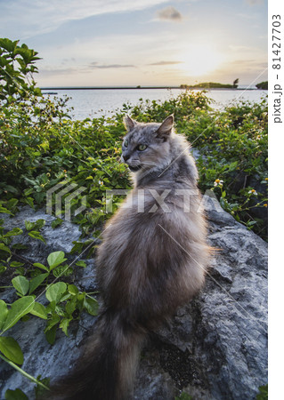 海辺のねこ 81427703