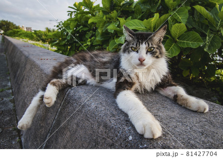 海辺のねこ 81427704