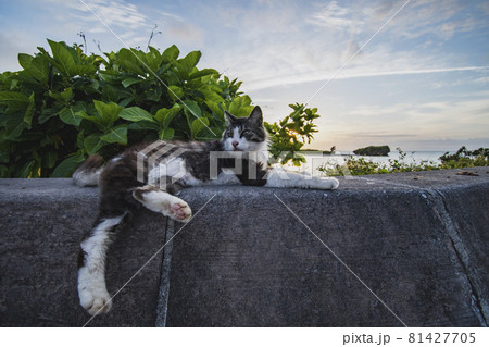海辺のねこ 81427705