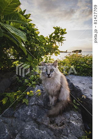 海辺のねこ 81427709