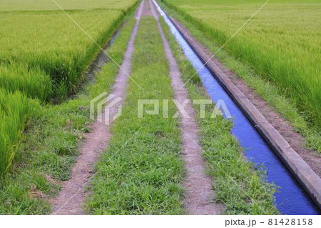 田んぼの中の道 81428158