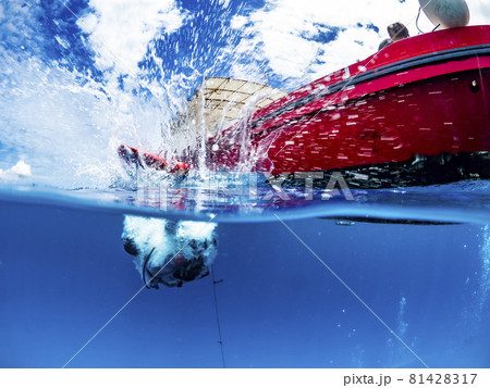 バックロールエントリー バックロールエントリー 81428317