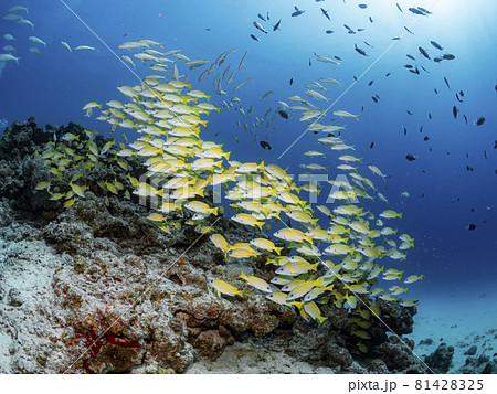 ヨスジフエダイ ヨスジフエダイ 81428325