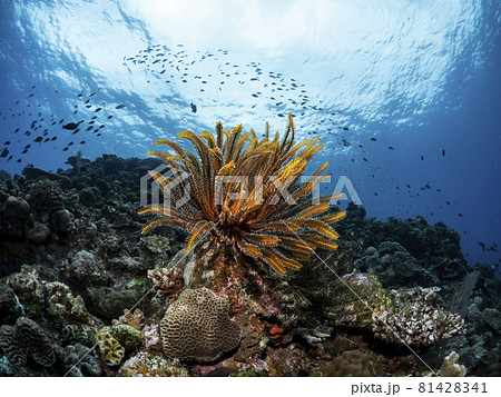 ウミシダ 81428341