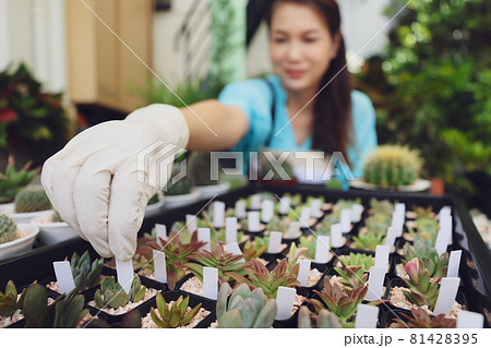 Femal agriculturist sitting among small plant and adding name tag on mini cactus in small pot for classify various kinds of family and species or price Femal agriculturist sitting among small plant and adding name tag on mini cactus in small pot for classify various kinds of family and species or price 81428395