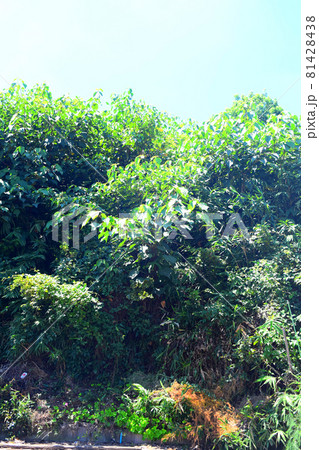 稲荷塚古墳 81428438