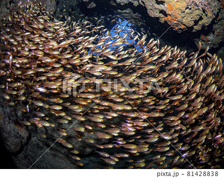 キンメモドキの群れ 81428838