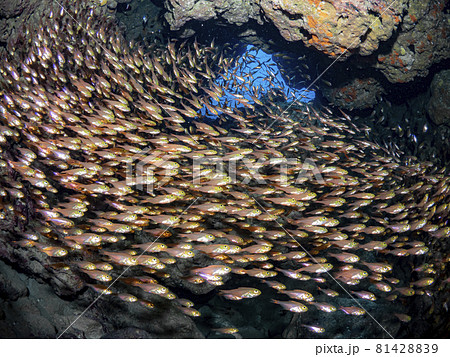 キンメモドキの群れ キンメモドキの群れ 81428839