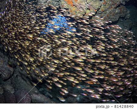 キンメモドキの群れ キンメモドキの群れ 81428840