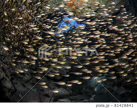 キンメモドキの群れ キンメモドキの群れ 81428841