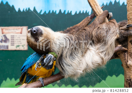フタユビナマケモノとオウム2 フタユビナマケモノとオウム2 81428852