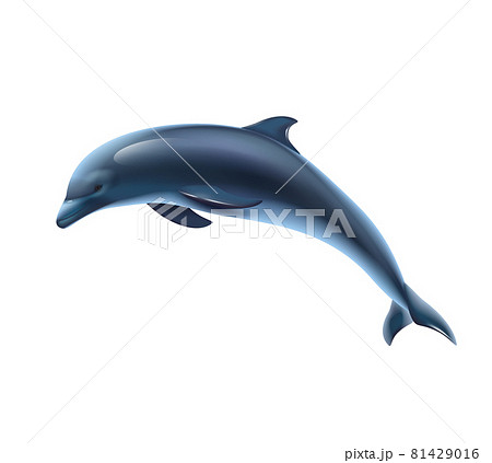 Dolphin Realistic Illustration Stock Illustration