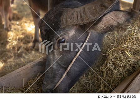 Close-up of a black buffalo's face tied up with a hay trough. 81429369