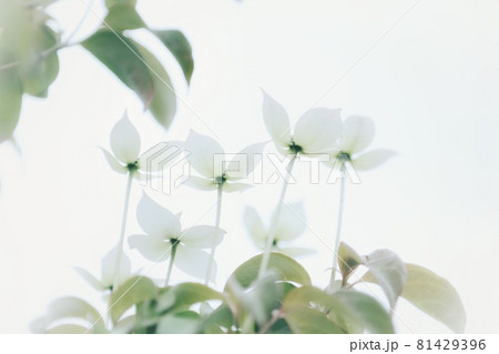 飽和した光に生える4枚の花びらを持つ綺麗な花の写真素材