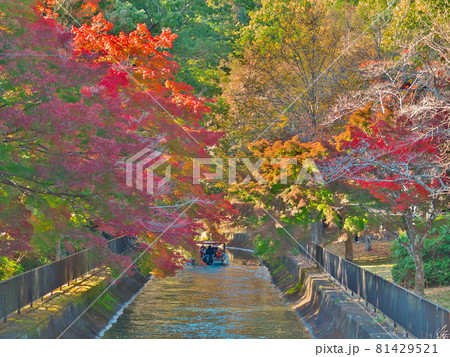紅葉の下、東山方面へ静かに進む「びわ湖疏水船」 81429521