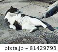 日向でまったりくつろぐ猫（お手入れ中） 81429793