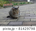 立ち止まって考える猫 81429798