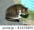 獲物をじっと見つめる猫 81429800