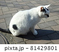 じっと見つめる猫 81429801