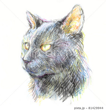 黒猫（色鉛筆画）のイラスト素材 [81429944] - PIXTA