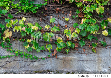 つたの絡まるブロック塀　2 81431001