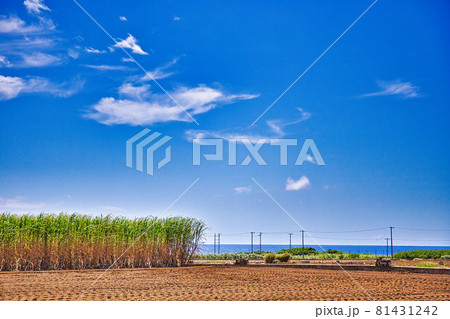夏の南国沖縄サトウキビ畑 夏の南国沖縄サトウキビ畑 81431242
