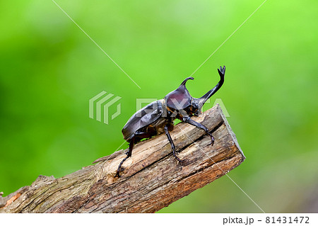 かぶとむし 81431472