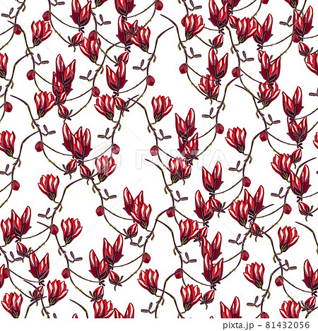 Seamless pattern Magnolias on white background. Beautiful texture with spring red flowers. 81432056